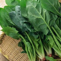 Cải bó xôi (rau chân vịt) an toàn tươi ngon